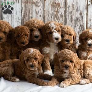 Oscar, Mini Goldendoodle Puppy